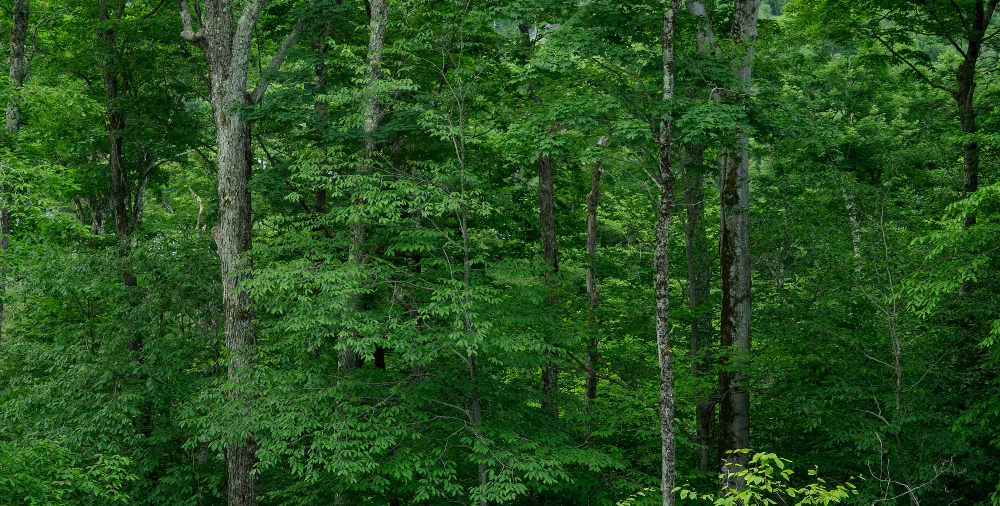 Forest background